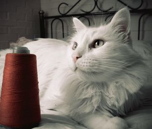 Preview wallpaper cat, fluffy, bed, thread, opinion