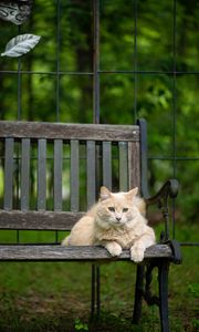 Preview wallpaper cat, fluffy, bench, pet, animal