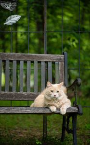 Preview wallpaper cat, fluffy, bench, pet, animal