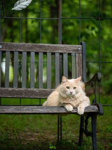 Preview wallpaper cat, fluffy, bench, pet, animal