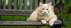 Preview wallpaper cat, fluffy, bench, pet, animal