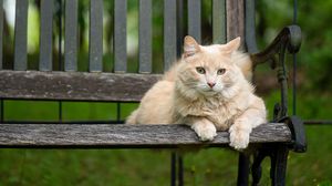 Preview wallpaper cat, fluffy, bench, pet, animal