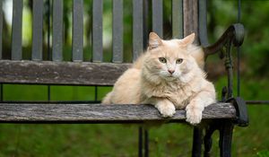 Preview wallpaper cat, fluffy, bench, pet, animal