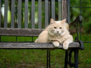 Preview wallpaper cat, fluffy, bench, pet, animal