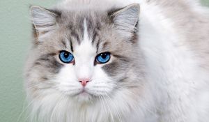 Preview wallpaper cat, fluffy, blue-eyed, face, cute