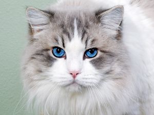 Preview wallpaper cat, fluffy, blue-eyed, face, cute