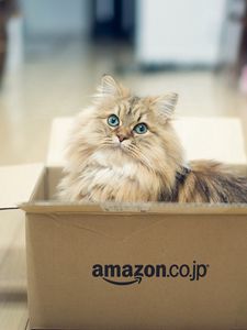 Preview wallpaper cat, fluffy, box