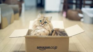 Preview wallpaper cat, fluffy, box