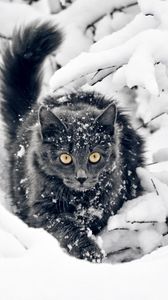 Preview wallpaper cat, fluffy, branches, snow, hunting
