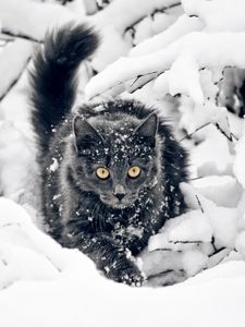 Preview wallpaper cat, fluffy, branches, snow, hunting