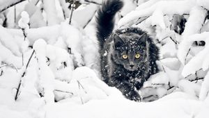 Preview wallpaper cat, fluffy, branches, snow, hunting