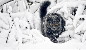 Preview wallpaper cat, fluffy, branches, snow, hunting