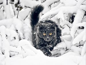 Preview wallpaper cat, fluffy, branches, snow, hunting