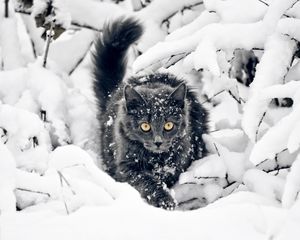 Preview wallpaper cat, fluffy, branches, snow, hunting