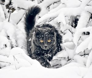 Preview wallpaper cat, fluffy, branches, snow, hunting