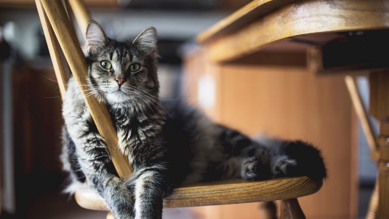 Wallpaper cat, fluffy, chair, lying