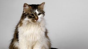 Preview wallpaper cat, fluffy, color, suspense, good
