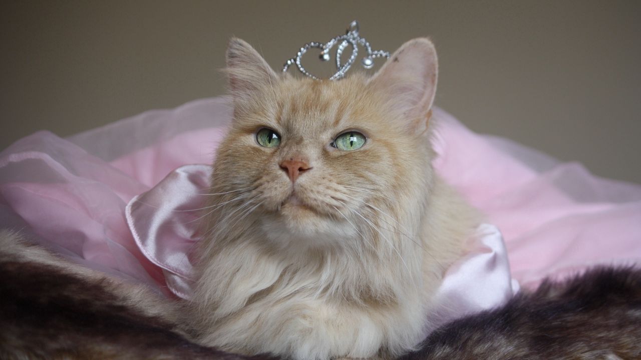 Wallpaper cat, fluffy, crown, face, sitting