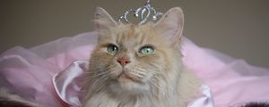Preview wallpaper cat, fluffy, crown, face, sitting