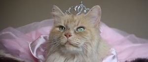 Preview wallpaper cat, fluffy, crown, face, sitting