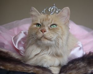 Preview wallpaper cat, fluffy, crown, face, sitting