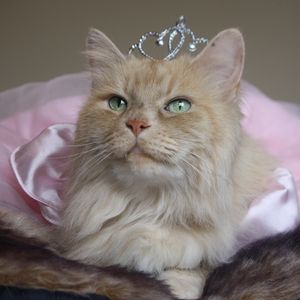Preview wallpaper cat, fluffy, crown, face, sitting