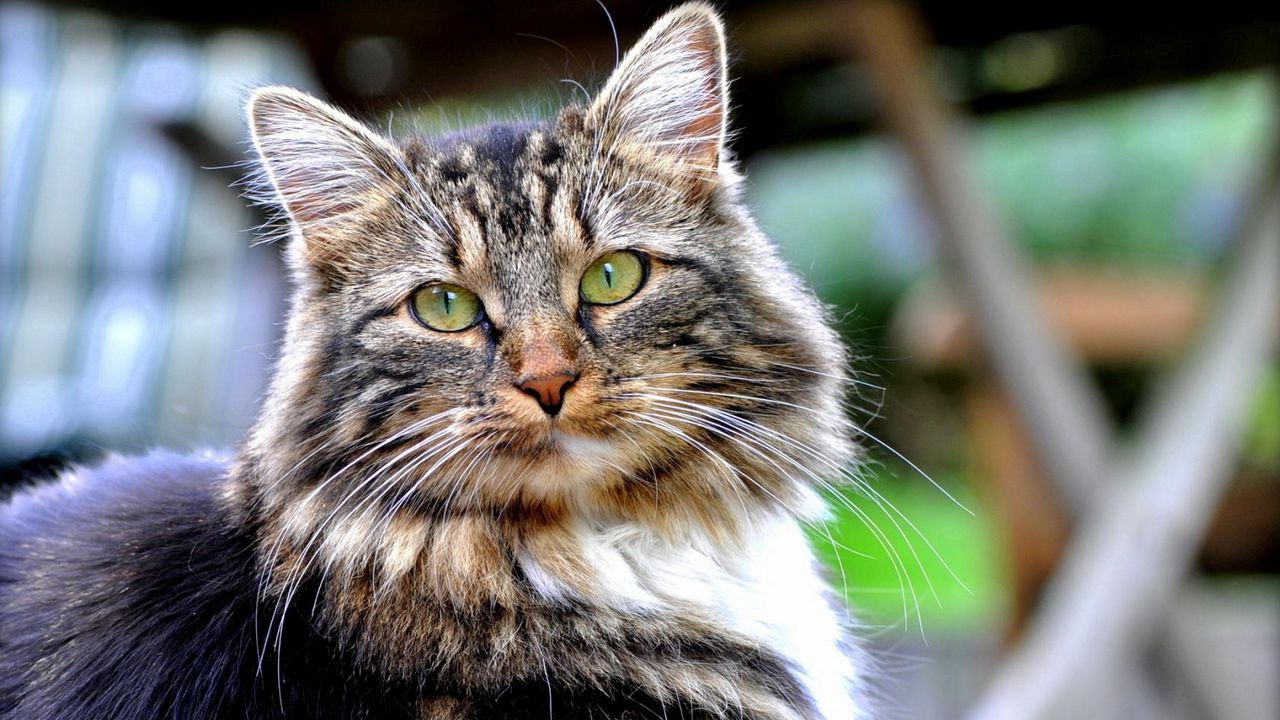 Wallpaper cat, fluffy, dark, good, look