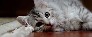 Preview wallpaper cat, fluffy, down, parquet