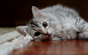 Preview wallpaper cat, fluffy, down, parquet
