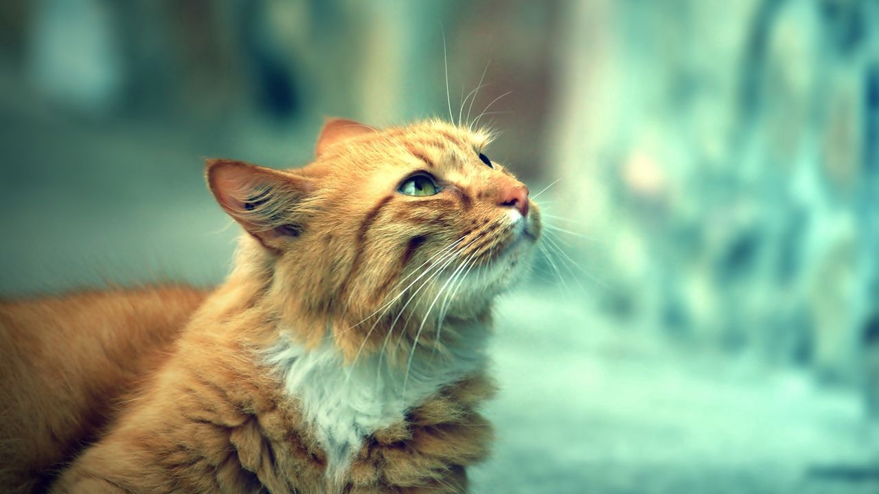 Wallpaper cat, fluffy, face, calm, charming