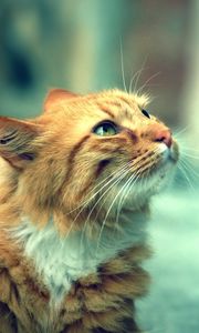 Preview wallpaper cat, fluffy, face, calm, charming