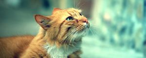 Preview wallpaper cat, fluffy, face, calm, charming