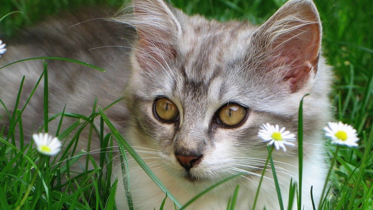 Wallpaper cat, fluffy, face, look