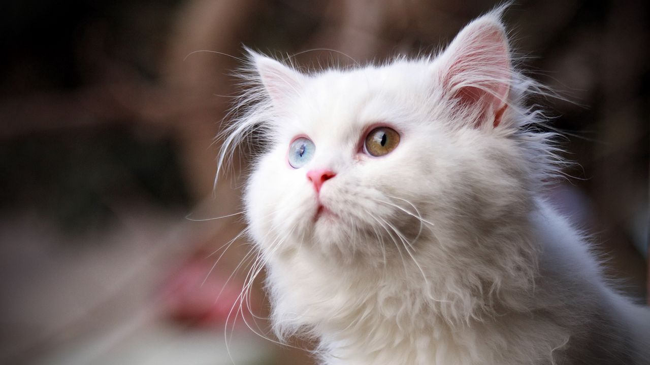Wallpaper cat, fluffy, face, eyes, heterochromia