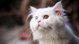 Preview wallpaper cat, fluffy, face, eyes, heterochromia