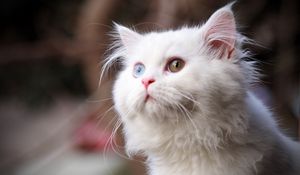 Preview wallpaper cat, fluffy, face, eyes, heterochromia