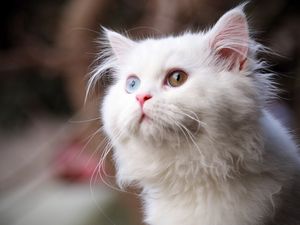 Preview wallpaper cat, fluffy, face, eyes, heterochromia