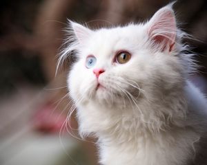 Preview wallpaper cat, fluffy, face, eyes, heterochromia