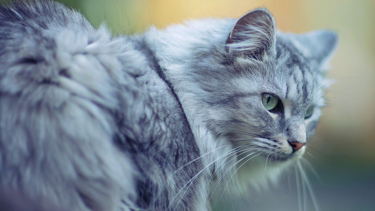 Wallpaper cat, fluffy, face, eyes