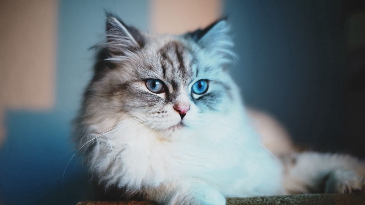 Wallpaper cat, fluffy, face, lie