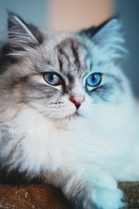 Preview wallpaper cat, fluffy, face, lie