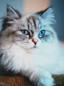 Preview wallpaper cat, fluffy, face, lie