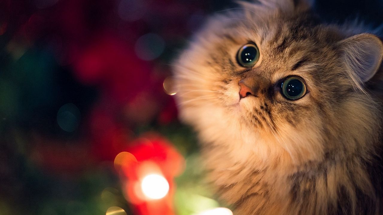 Wallpaper cat, fluffy, face, eyes, waiting