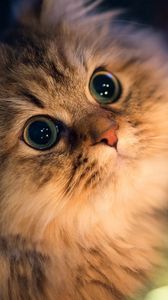 Preview wallpaper cat, fluffy, face, beautiful, black background