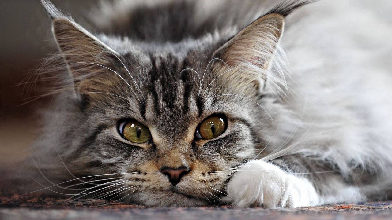 Wallpaper cat, fluffy, face, evil