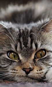Preview wallpaper cat, fluffy, face, evil