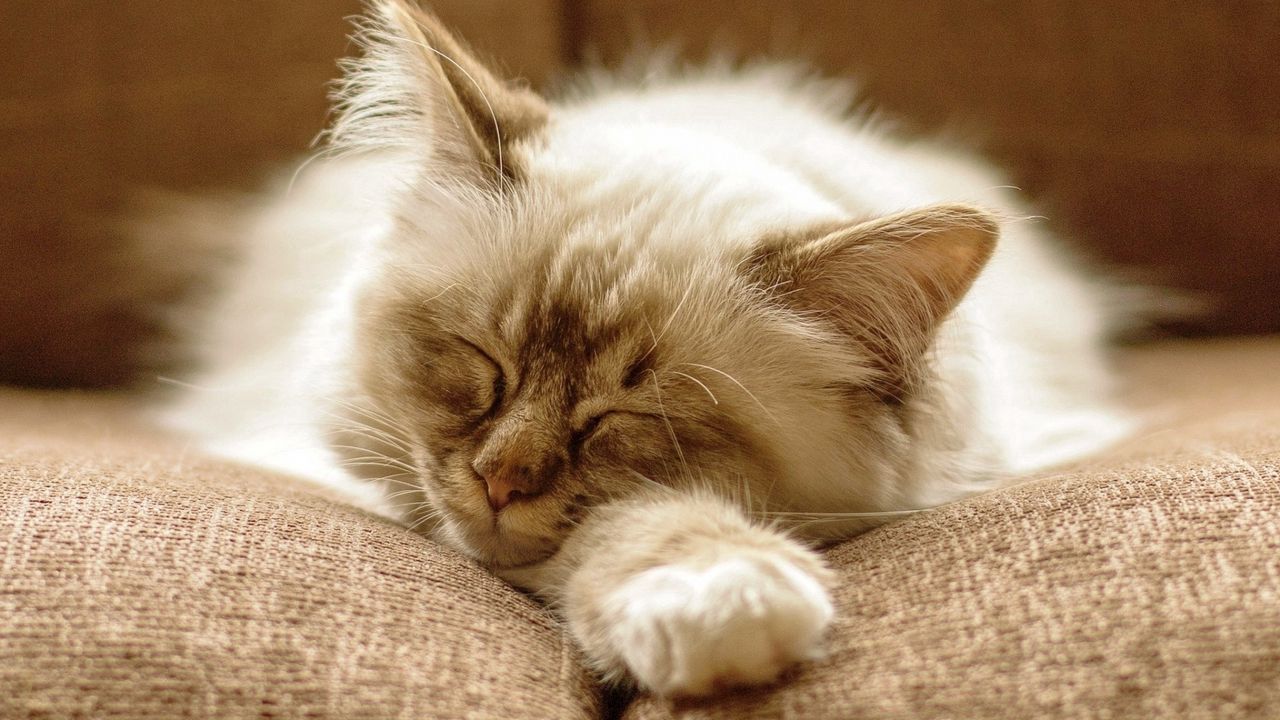 Wallpaper cat, fluffy, face, dream
