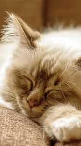 Preview wallpaper cat, fluffy, face, dream