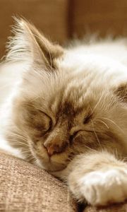 Preview wallpaper cat, fluffy, face, dream