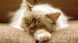 Preview wallpaper cat, fluffy, face, dream
